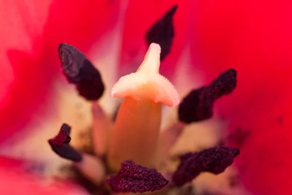 Tulpenputzete — Stockfoto