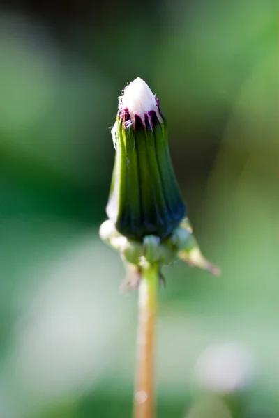 Paardebloem — Stockfoto