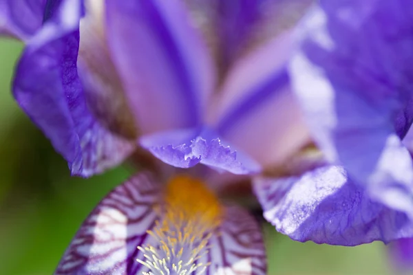 Magenta bloem — Stockfoto