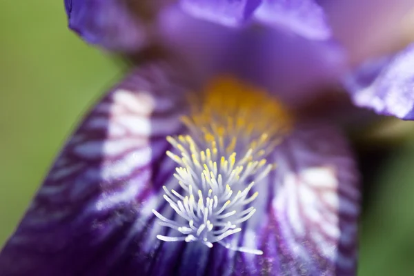 Magenta flower — Stock Photo, Image