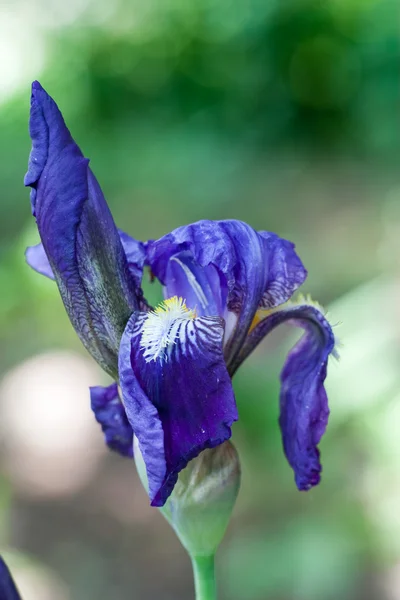 Purpurový květ — Stock fotografie