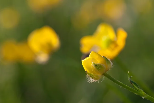 Floral — Fotografia de Stock