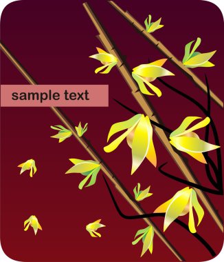 Card forsythia flower and brunches clipart