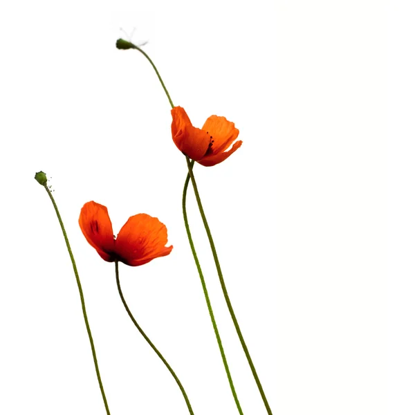 stock image Poppies