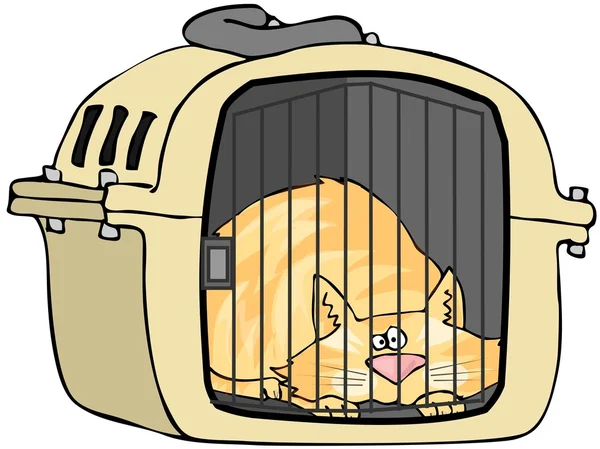 Γάτα στο κατοικίδιο ζώο μεταφορέαs — Φωτογραφία Αρχείου