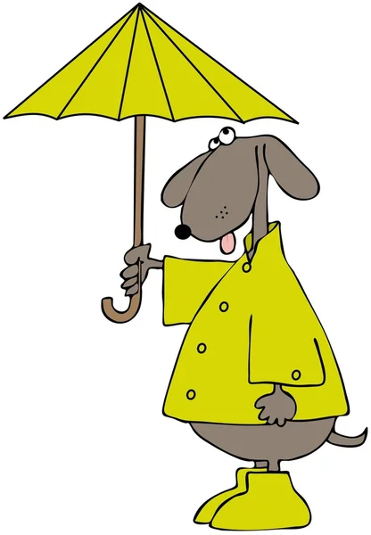 Cão em uma capa de chuva — Fotografia de Stock