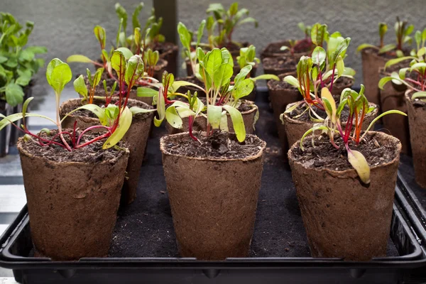 stock image Plants in pots