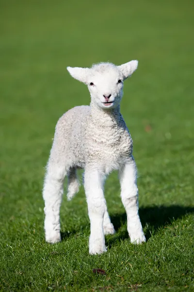 A lamb — Stock Photo, Image