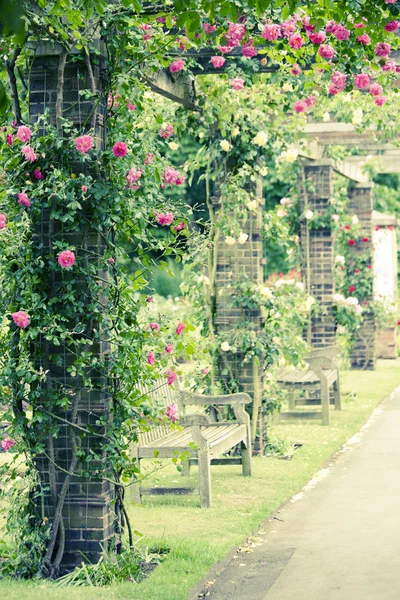 Stock image Climbing roses