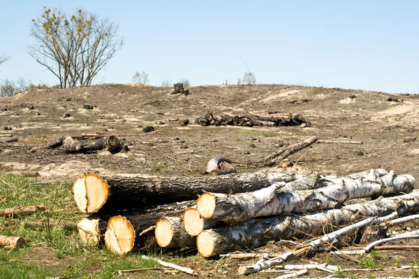 Ormanların tahrip edilmesi — Stok fotoğraf