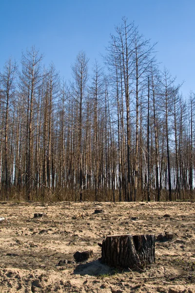Deforestación —  Fotos de Stock