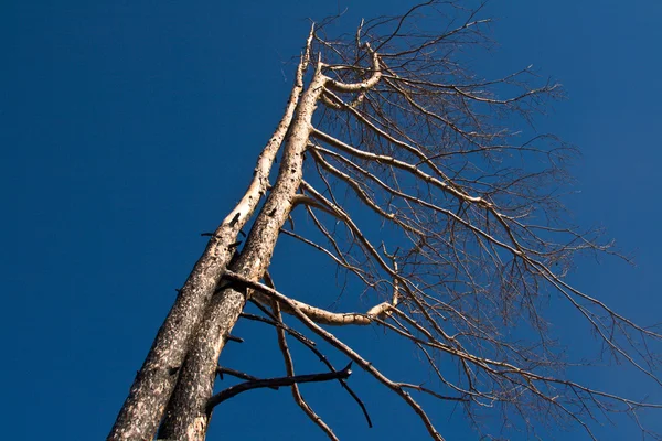 stock image Deforestation