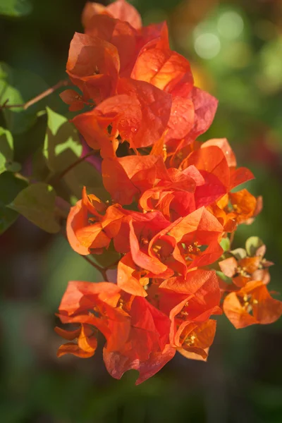 Çiçekler Begonvil — Stok fotoğraf