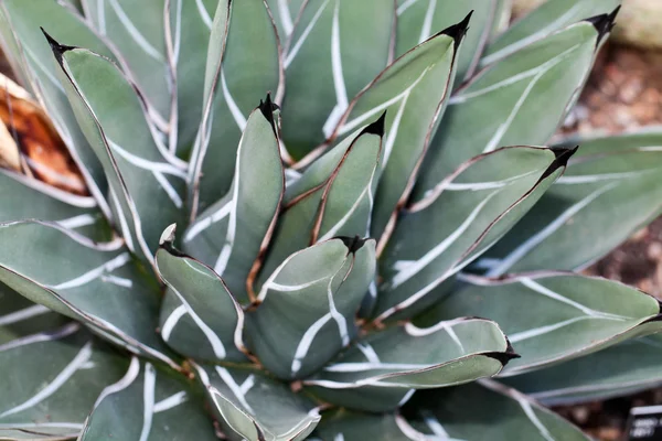Agave bitki — Stok fotoğraf