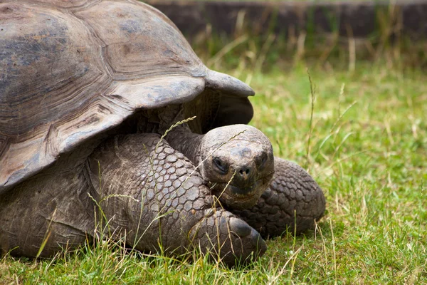 stock image Big turtle