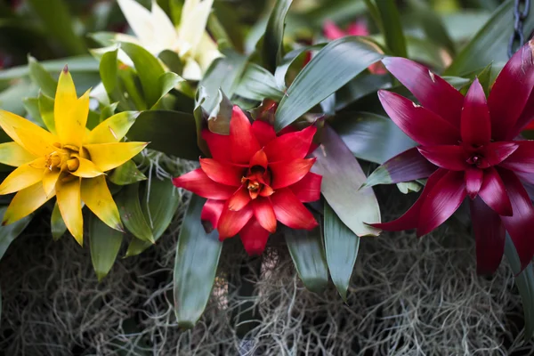 熱帯の花 — ストック写真