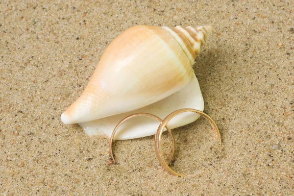 stock image Seashell with wedding rings