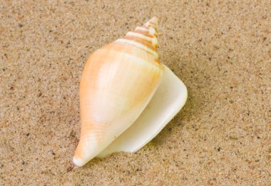 Seashell clipart