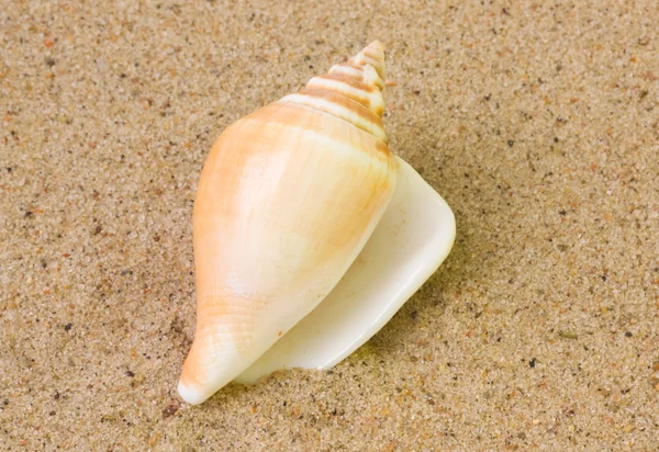 stock image Seashell