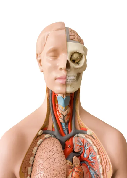 虚拟人体解剖 — 图库照片