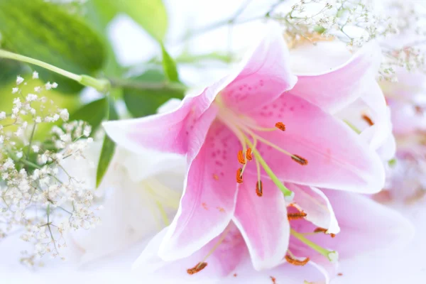 ลิลลี่ ดอกไม้ส่ง — ภาพถ่ายสต็อก