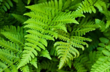 Fern leaves clipart