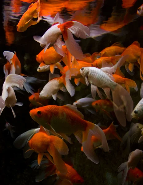 Aquarium vissen — Stockfoto
