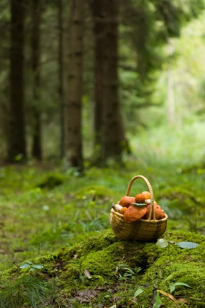 stock image Basket full mushrooms