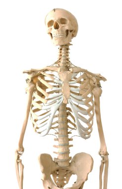 Human skeleton clipart