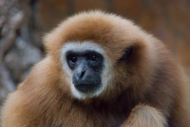 Gibbon