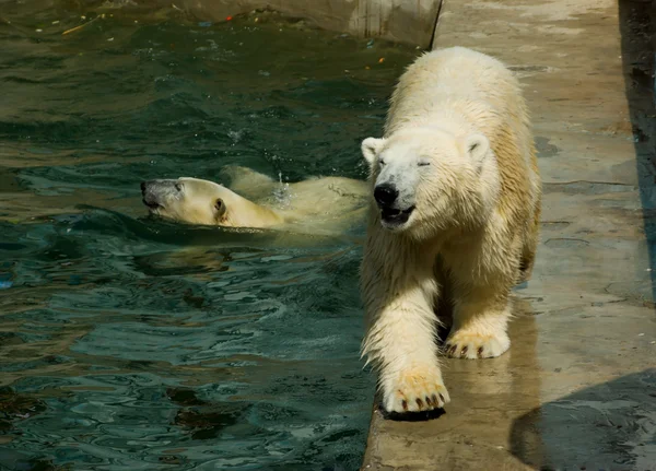 stock image Polar bears