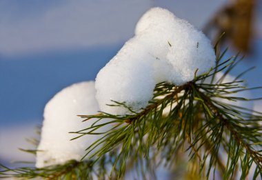 Snowy pine branch clipart