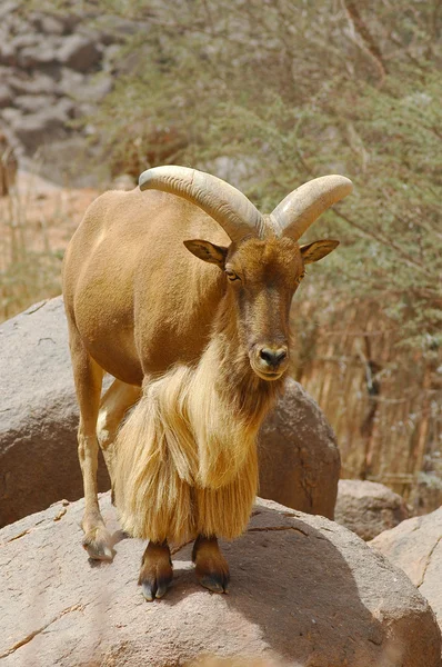 Un carnero de muflón de pie sobre una roca — Foto de Stock