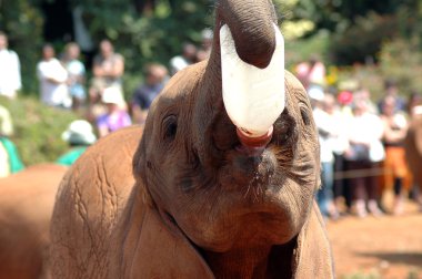 Baby elephant feeding itself milk clipart