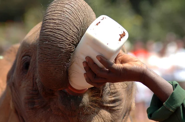 Elefante bebé a ser alimentado com leite — Fotografia de Stock