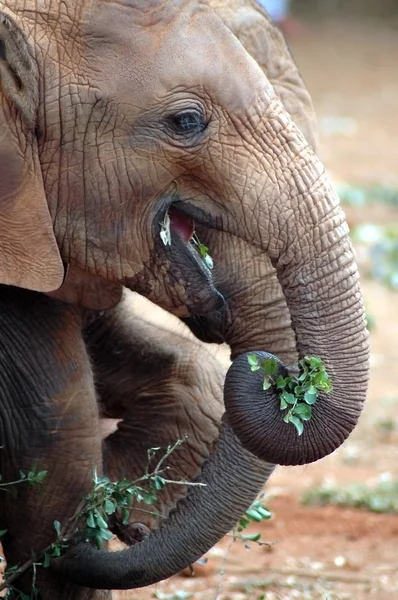 Elefantenbaby isst Blätter 2 — Stockfoto