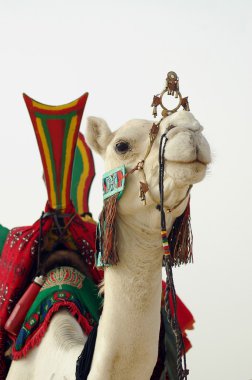 Close up of nomad camel and saddle clipart