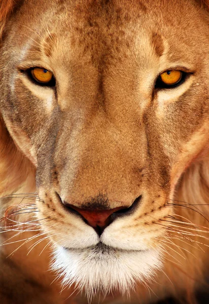 Närbild av ett lejon — Stockfoto