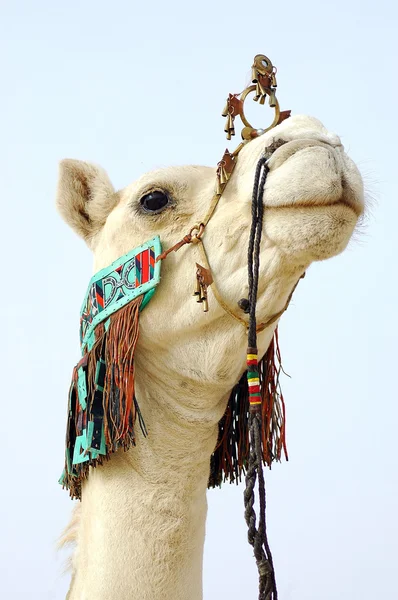 Primer plano del camello nómada — Foto de Stock