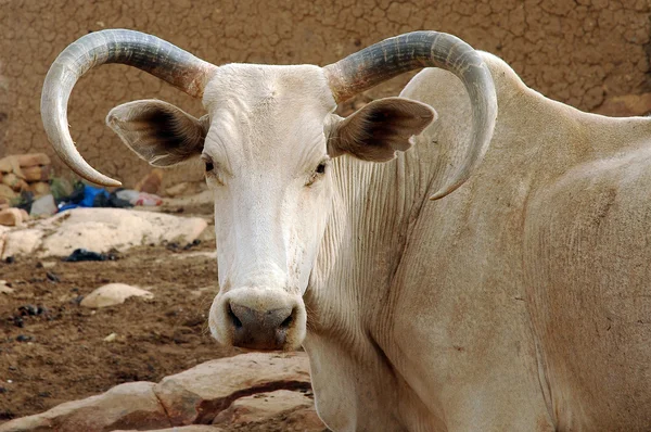 Un toro africano cuerno curvo grande — Foto de Stock
