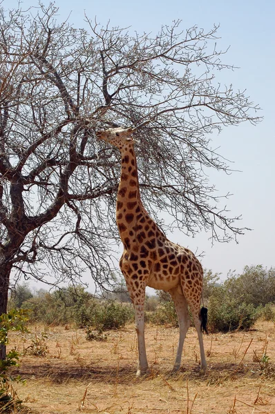 Desert giraffe eating from tree — Stock Photo, Image