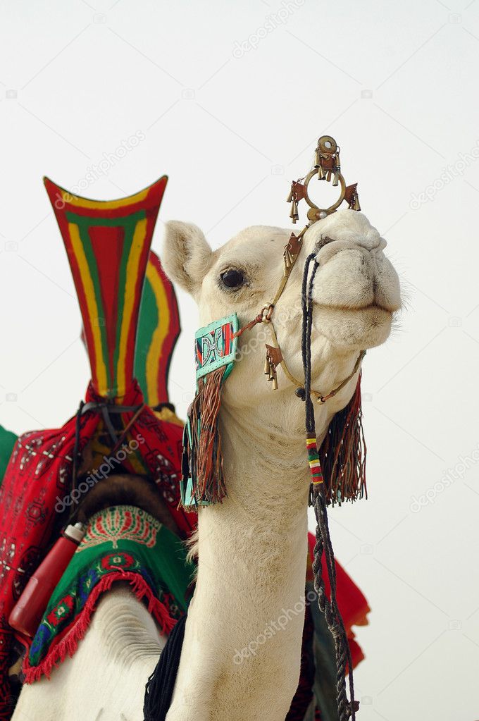 Close up of nomad camel and saddle