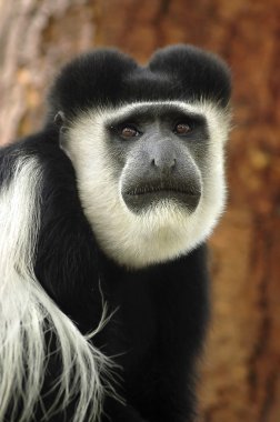 Black and white colobus monkey 2 clipart