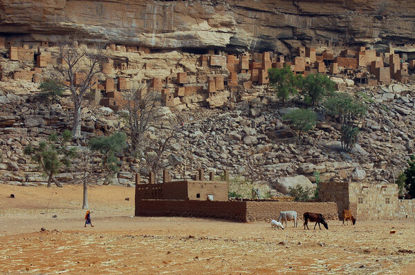 Dogon child and cattle in front of village