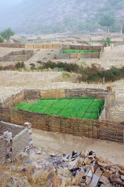 Dogon grödor vid basen av bandiagara platån — Stockfoto