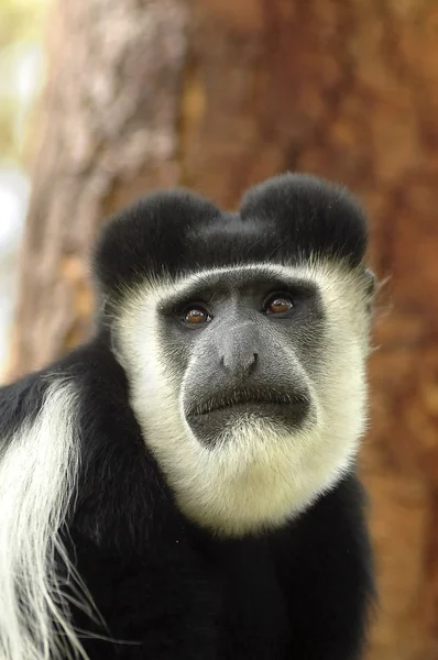 Macaco Colobus preto e branco — Fotografia de Stock