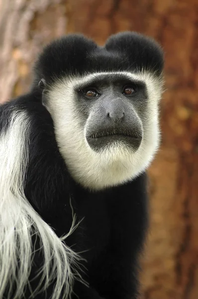 Macaco colobus preto e branco 2 — Fotografia de Stock
