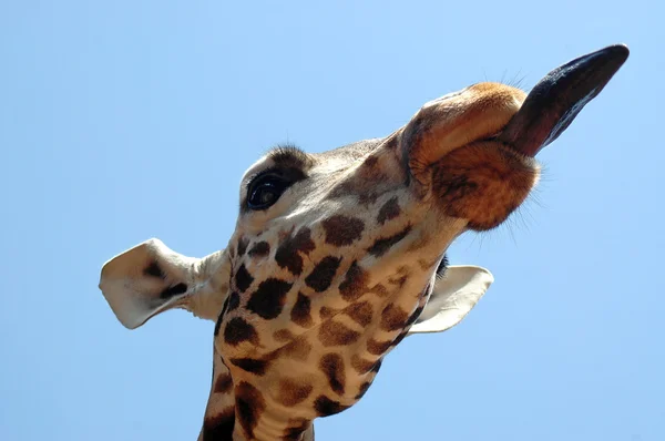 Acercamiento de la jirafa con la lengua fuera — Foto de Stock