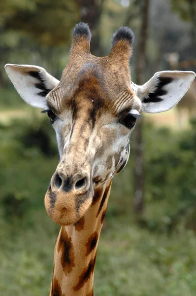 Primo piano di una testa di giraffa — Foto Stock