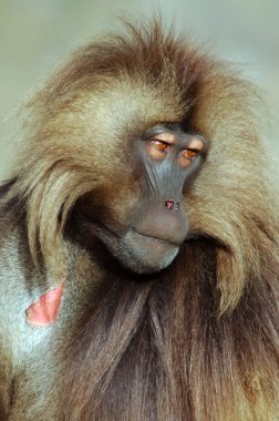 gelada babun